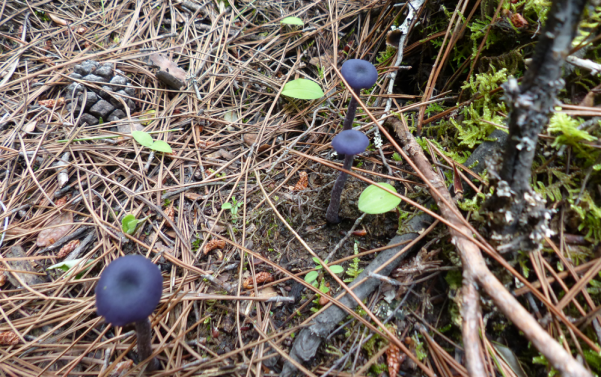紫蜡蘑.png